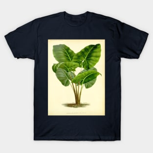 Alocasia Villeneuvei - Gyselnyck - Botanical Illustration T-Shirt